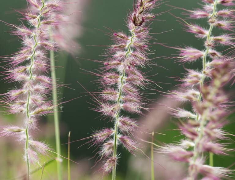 Pennisetum orientale 'Pink'®